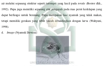 Gambar 5. Nyamuk Aedes aegypti L. Dewasa (Suharmiati dan Handayani, 2007). 