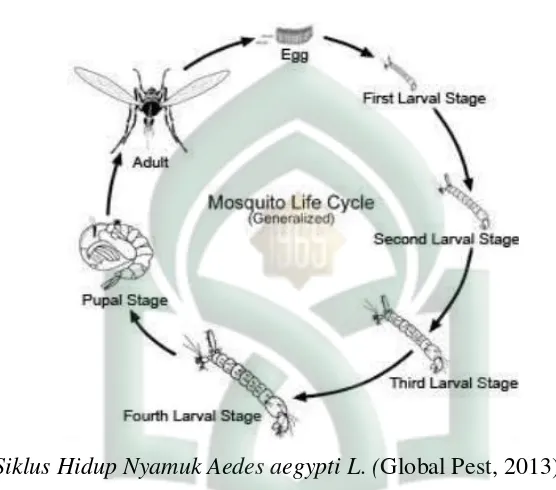 Gambar 6. Siklus Hidup Nyamuk Aedes aegypti L. (Global Pest, 2013). 