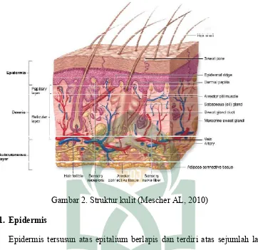 Gambar 2. Struktur kulit (Mescher AL, 2010) 