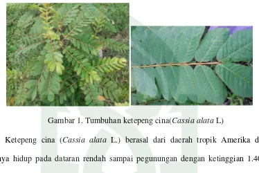 Gambar 1. Tumbuhan ketepeng cina(Cassia alata L)