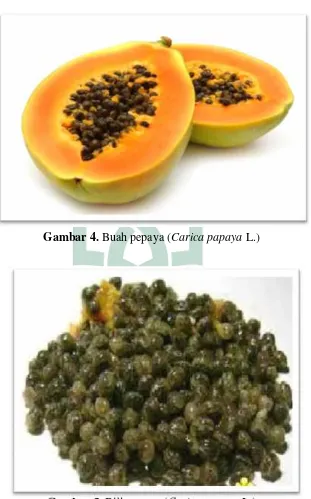 Gambar 5. Biji pepaya (Carica papaya L.)
