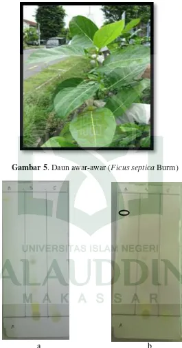 Gambar 5. Daun awar-awar (Ficus septica Burm) 