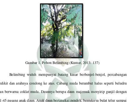 Gambar 1. Pohon Belimbing (Kumar, 2013: 137) 