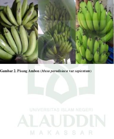 Gambar 2. Pisang Ambon (Musa paradisiaca var sapientum)  