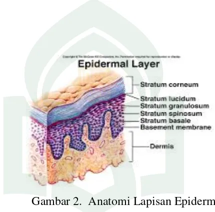 Gambar 2.  Anatomi Lapisan Epidermis 