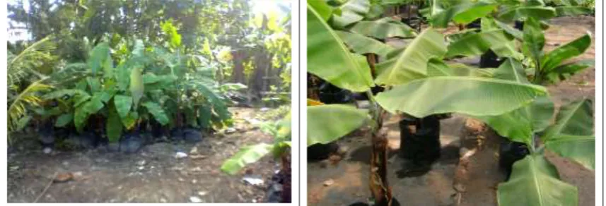Gambar 9. Anakan pisang kepok dan pisang ketip yang digunakan untuk bibit bebas penyakit layu Fusarium 