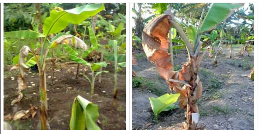 Gambar 12. Tanaman pisang bebas penyakit layu Fusarium yang berhasil ditanam 