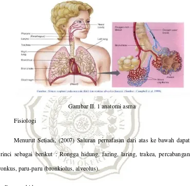 Gambar II. 1 anatomi asma 
