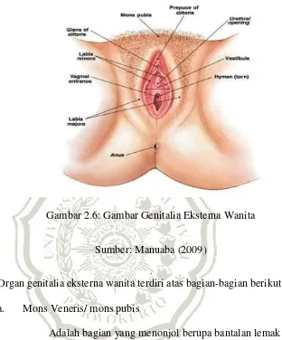 Gambar 2.6: Gambar Genitalia Eksterna Wanita 