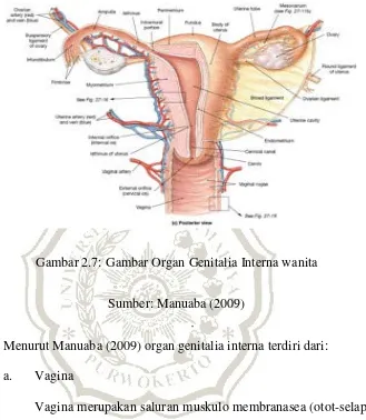 Gambar 2.7: Gambar Organ Genitalia Interna wanita 