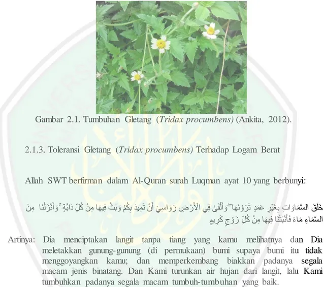 Gambar  2.1. Tumbuhan  Gletang  (Tridax procumbens) (Ankita,  2012). 