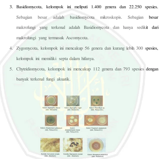 Gambar  2.2. Beberapa fungi  tropik  yang  umum  ditemukan  (Gandjar,  2006) 