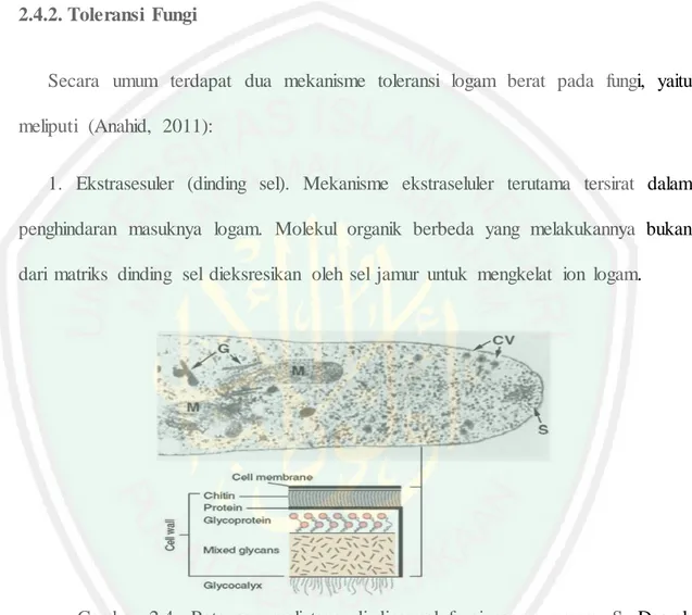 Gambar  2.4.  Potongan  melintang  dinding  sel  fungi  secara  umum.  S:  Daerah  pertumbuhan  tip,  CV:  vesikel  berlapis,  G:  aparatus  golgi,  M:  mitokondria  (Wang,  2008)