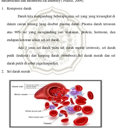 Gambar 2.1 Sel Darah Merah 