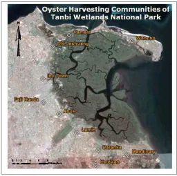 Figure 3) harvest the West African mangrove oyster (The women from the communities surrounding the Tanbi Wetlands National Park (see Crasssostrea gasar/tulipa) and the blood ark cockle (Senilia senilis) as the two primary species of economic importance (Fi