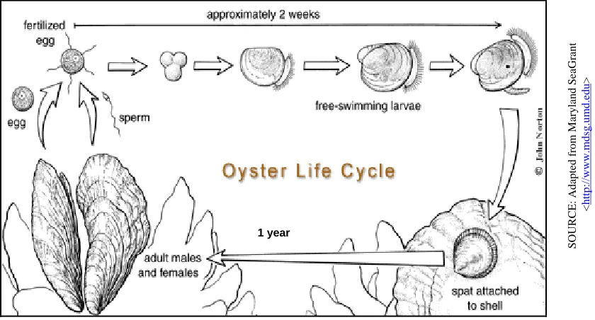 Figure 5. Life cycle of the oyster 