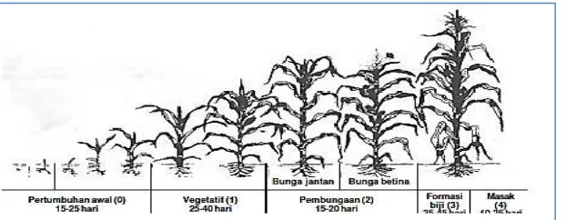 Gambar 2.1 Skema pertumbuhan tanaman jagung pada setiap fase (FAO 2001 dalam 