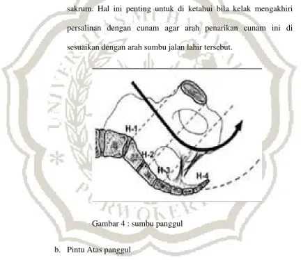 Gambar 4 : sumbu panggul 