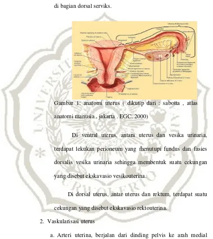 Gambar 1: anatomi uterus ( dikutip dari : sabotta , atlas 