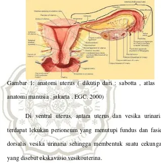 Gambar 1: anatomi uterus ( dikutip dari : sabotta , atlas 
