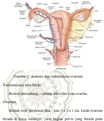 Gambar 2 : anatomi dan vaskularisasi ovarium 