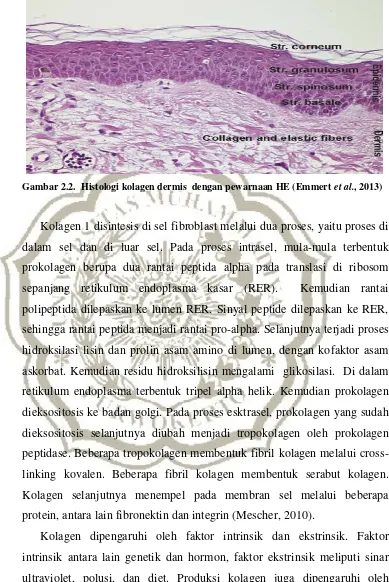 Gambar 2.2.  Histologi kolagen dermis  dengan pewarnaan HE (Emmert et al., 2013) 