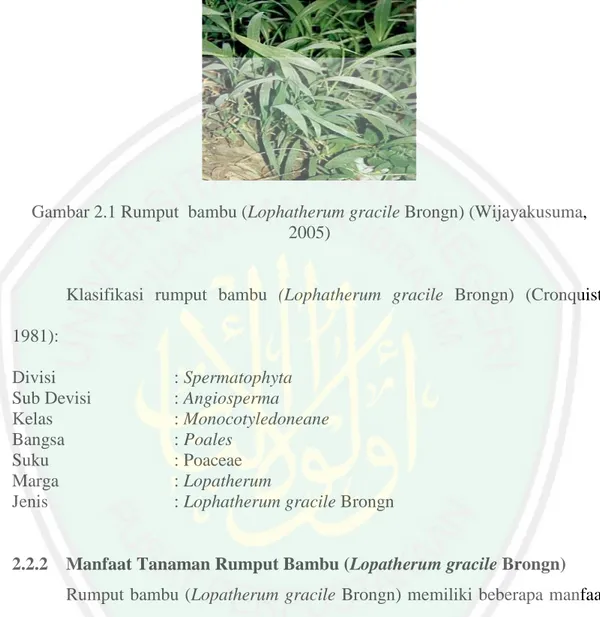 Gambar 2.1 Rumput  bambu (Lophatherum gracile Brongn) (Wijayakusuma,  2005) 