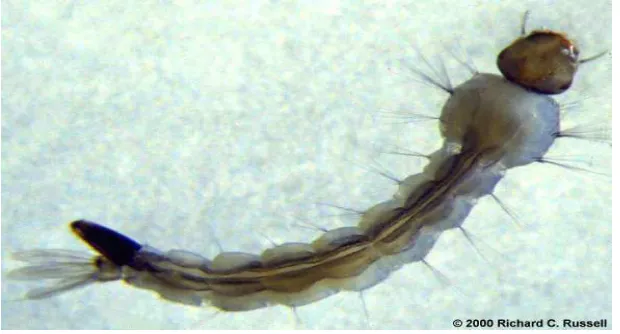 Gambar 1. Larva Nyamuk Aedes spp. 