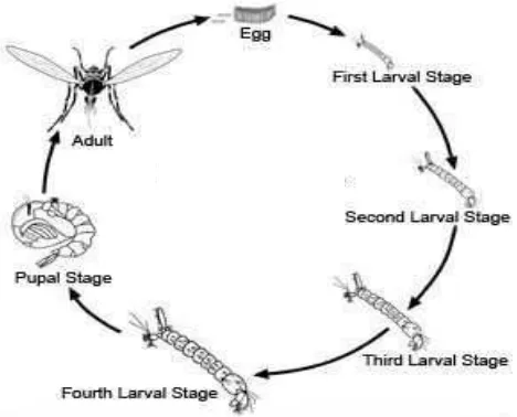 Gambar 4. Siklus Hidup Nyamuk Aedes  