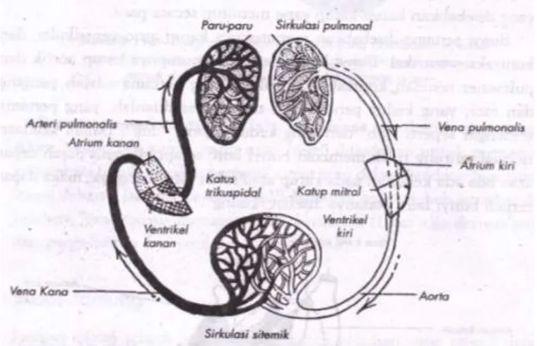 Gambar .1.Diagram pembuluh darah yang membawa sirkulasi melalui jantung. Arah darah mengalir di dalam pembuluhnya masuk dan keluar jantung ditandai dengan panah (Pearce, 2006)