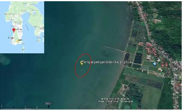 Gambar  1.  Peta  lokasi  pengumpulan  kerang  hijau,  Perna  viridisi.  Insert  adalah  Provinsi  Sulawesi Selatan