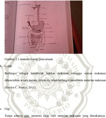 Gambar 2.1 anatomi fisiogi pencernaan  