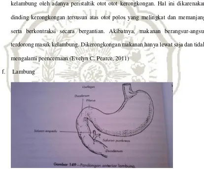 Gambar 2.3 Anatomi Fisiologi (Evelyn C. Pearce, 2011) 