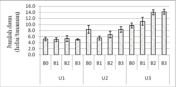 Tabel 3 menunjukkan ukuran umbi berpengaruh nyata terhadap jumlah daun pada 