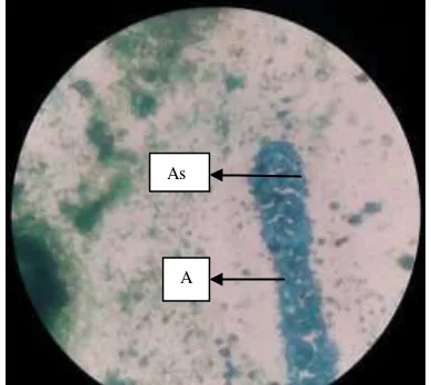 Gambar 3.4 Hasil Pewarnaan askospora dengan  malachitte green (dokumentasi pribadi). (A) askus, (As) askospora