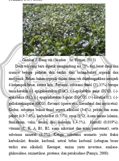 Gambar 2. Daun teh (Sumber : Sri Yuniati, 2013)