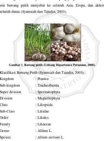 Gambar 1. Bawang putih (Litbang Departemen Pertanian, 2008). 