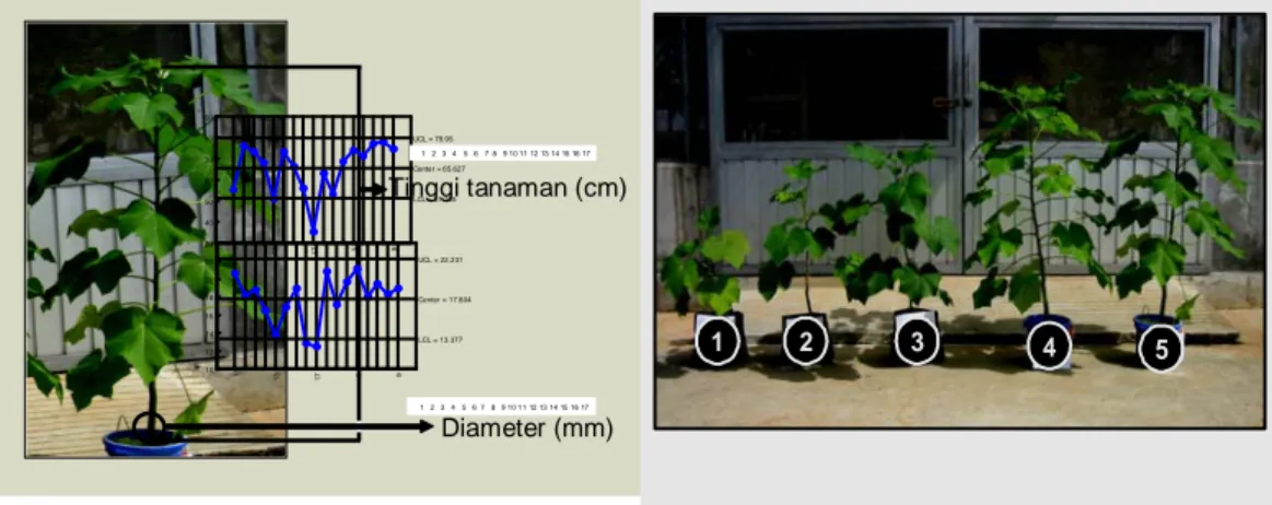 Gambar 1.  Panjang batang dan diameternya digunakan sebagai parameter pertumbuhan jarak pagar sampai 14 mst (foto kiri)