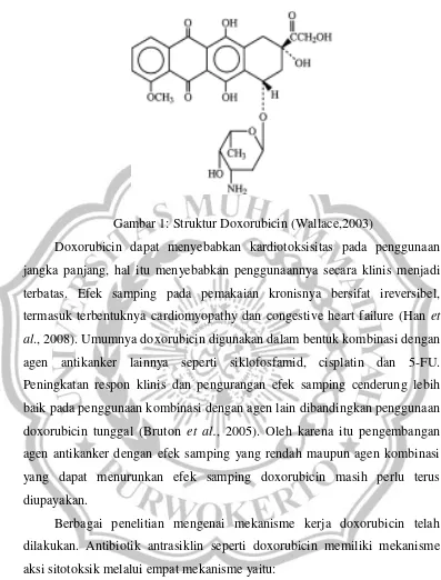 Gambar 1: Struktur Doxorubicin (Wallace,2003) 