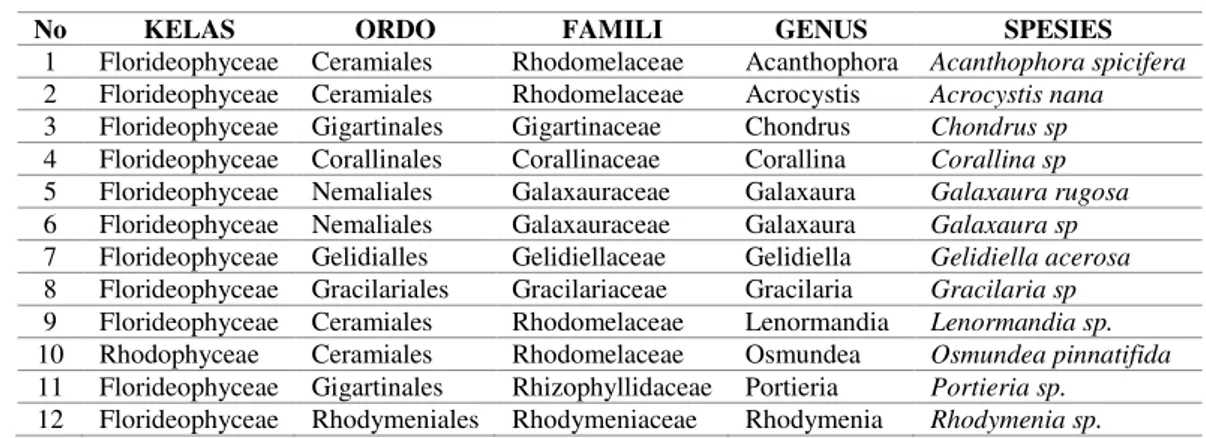 Tabel 1. Klasifikasi Rhodophyta di Pantai Pasir Panjang Kabupaten Malang