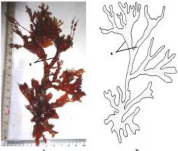 Gambar 1. Rhodophyta dalam bentuk (A) foto dan (B) Gambar   (Sumber: Dok. Pribadi) 
