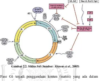 Gambar 2.2. Siklus Sel (Sumber: Abrous et al., 2005) 