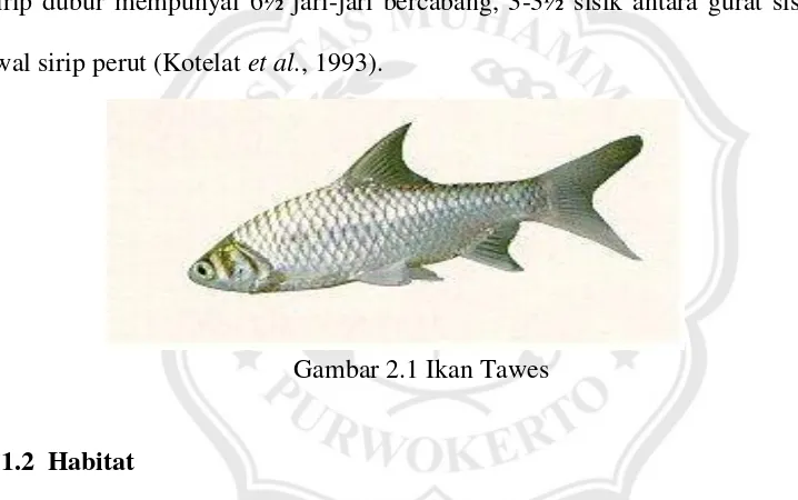 Gambar 2.1 Ikan Tawes 