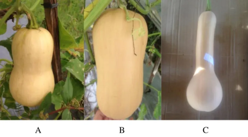 Gambar 1.   Karakter bentuk buah labu susu: A. bentuk buah pir (dumbbell), B. bentuk paprika (dumbbell), dan C