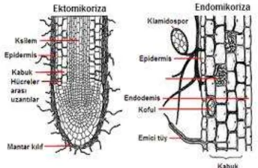 Gambar 3. Infeksi mikoriza (ektomikoriza dan endomikoriza) pada tanaman inang  (Sumber : lisebiyoloji.com) 