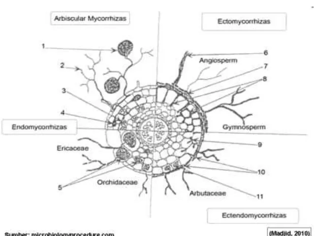 Gambar 4. Infeksi mikoriza (ektomikoriza, endomikoriza dan ektendomikoriza)  pada tanaman inang