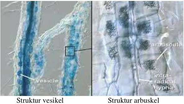 Gambar 5. Struktur arbuskular dan vesicular mikoriza pada tanaman inang (Sumber : gnojidba.info) 