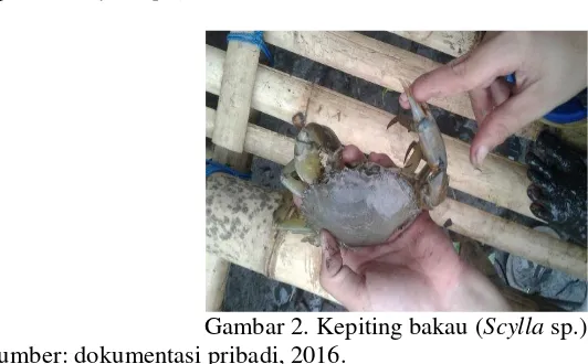 Gambar 2. Kepiting bakau ( Scylla sp.) 