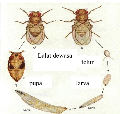 Gambar 2.1 Metamorfosis Lalat Buah(Herlinda, dkk., 2007). 
