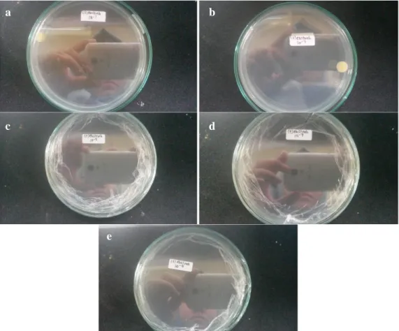 Gambar 3. Hasil Uji Bakteriostatik Pada Pengenceran Media Dengan Ekstrak  10 -1 –10 -9 